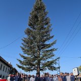 The perfect Christmas Tree in downtown Lemoore.